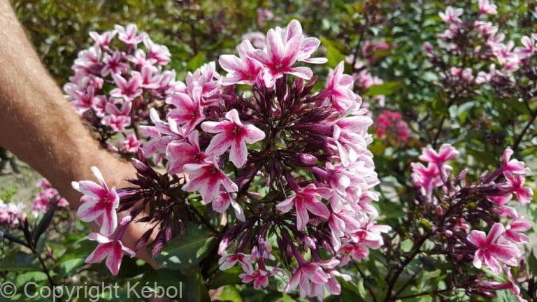 Phlox Palmyra