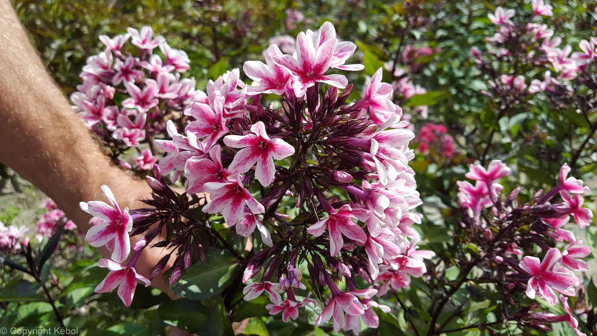 Phlox Palmyra