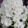 Phlox Captain Freedom