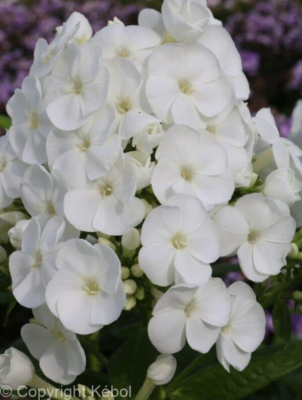 Phlox Captain Freedom