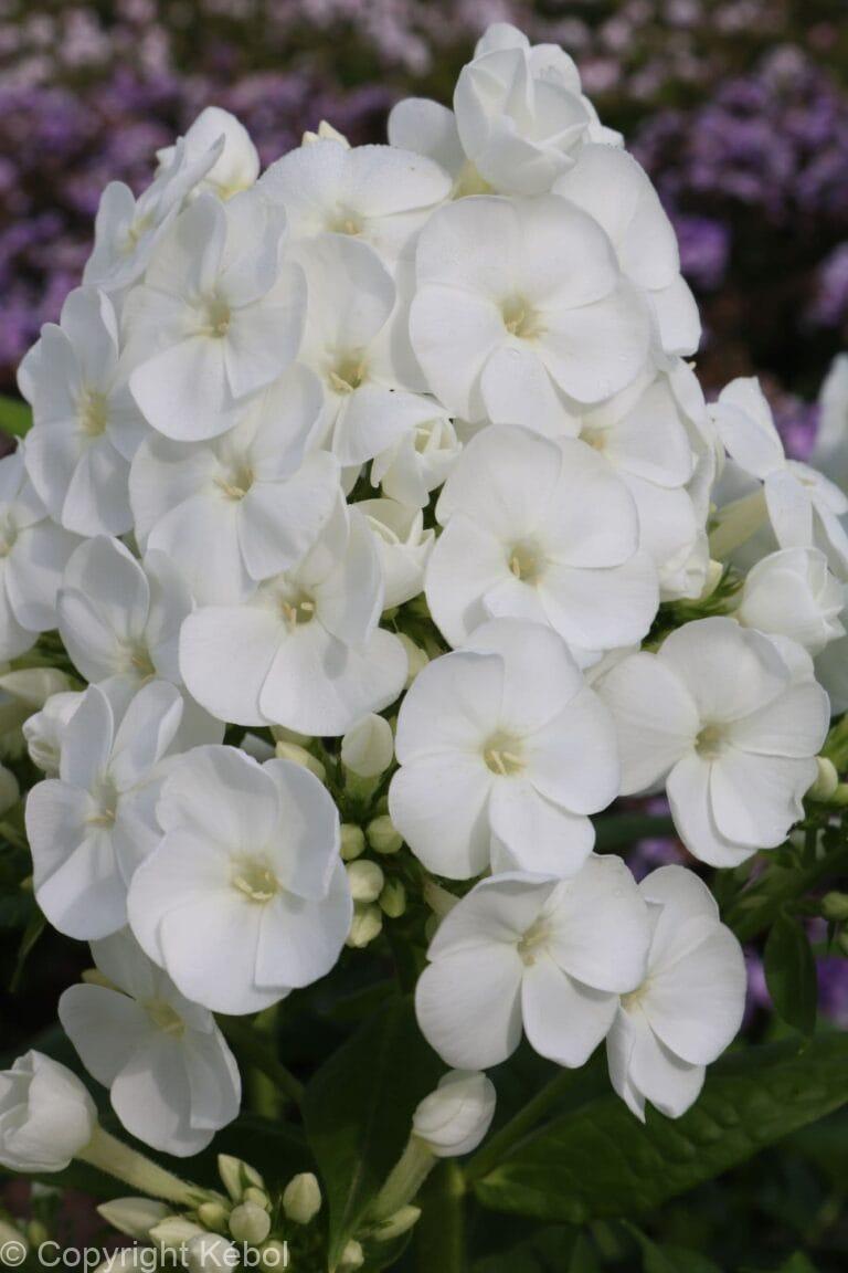 Phlox Captain Freedom