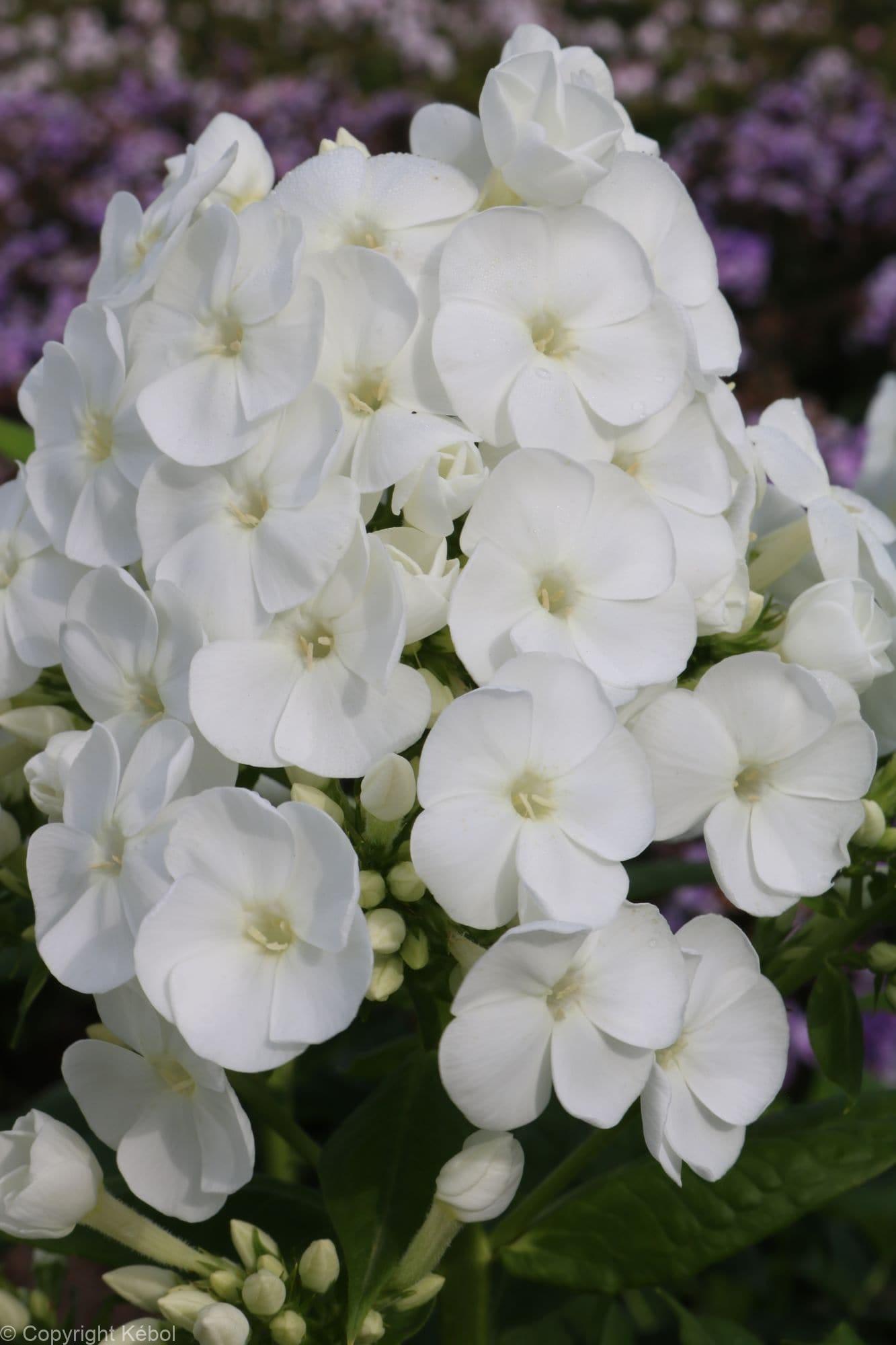 Phlox Captain Freedom
