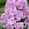 Phlox Captain Puggleface