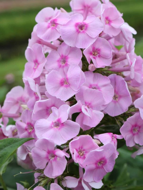 Phlox Captain Puggle face