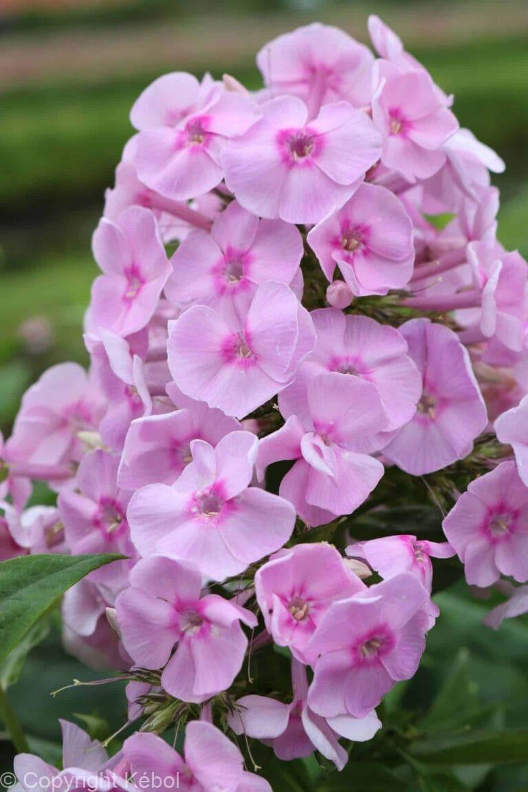 Phlox Captain Puggleface