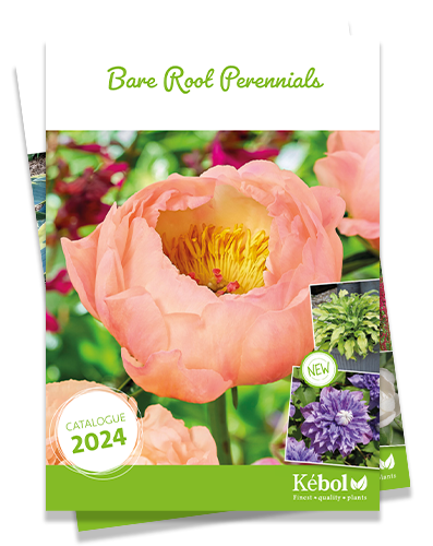 Bare Root Perennials 2024