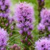 Liatris Cobalus