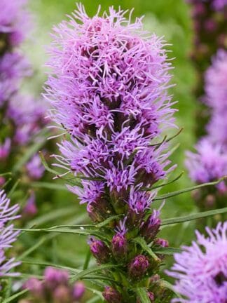 Liatris Cobalus