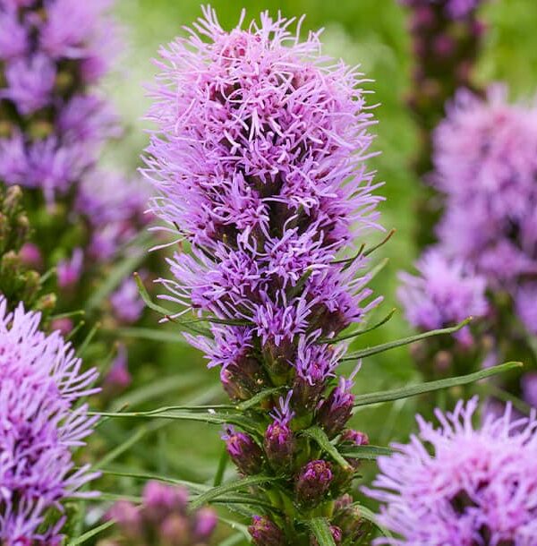 Liatris Cobalus