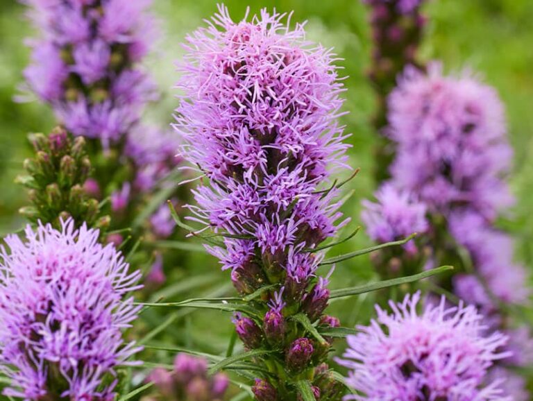 Liatris Cobalus Liatris Cobalus
