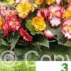 Begonia Crispa Marginata Mixed