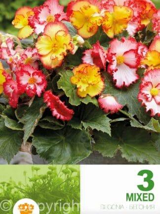 Begonia Crispa Marginata Mixed
