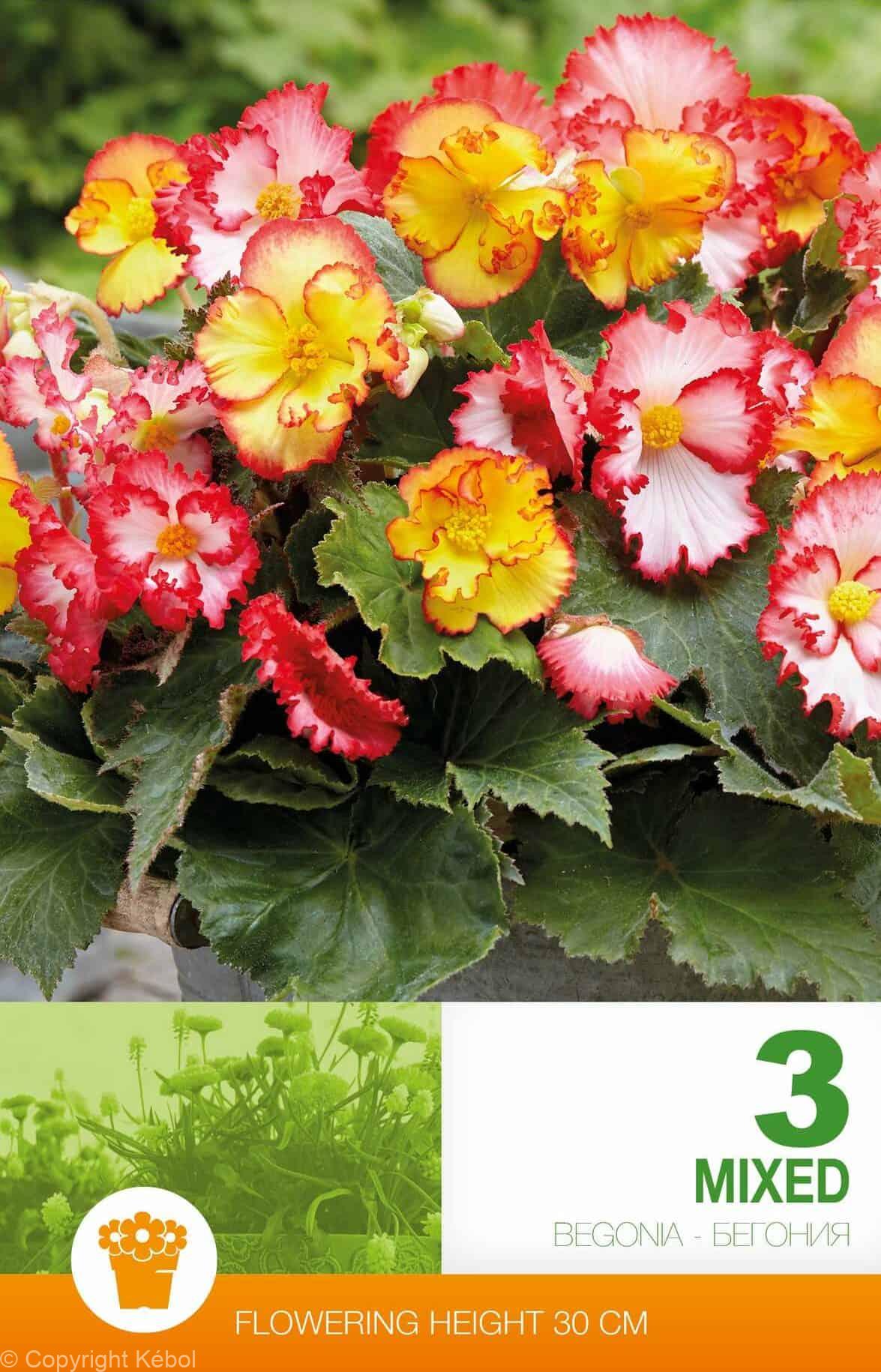 Begonia Crispa Marginata Mixed