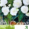 Begonia Double White Economy