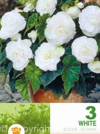 Begonia Double White Economy