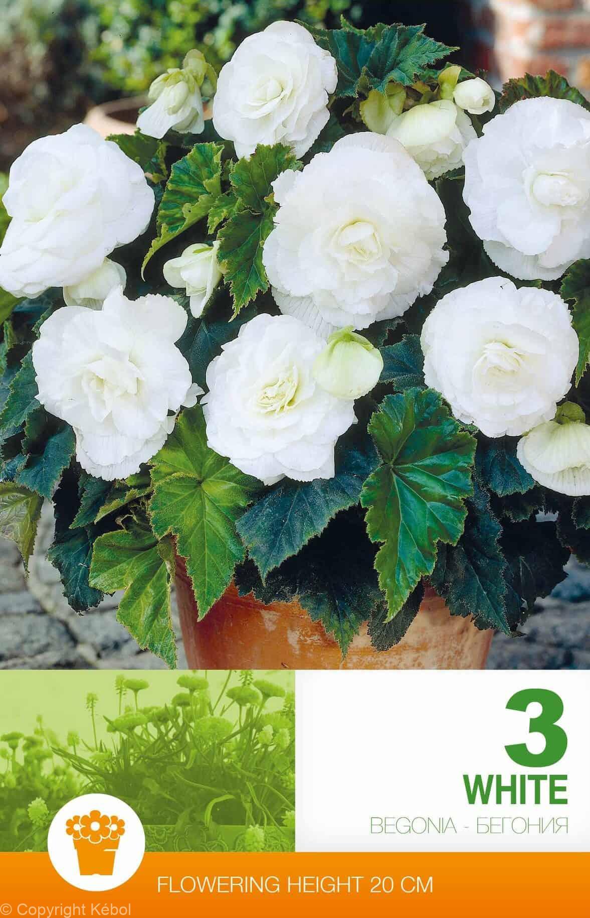 Begonia Double White Economy