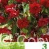 Begonia Pendula Scarlet Red