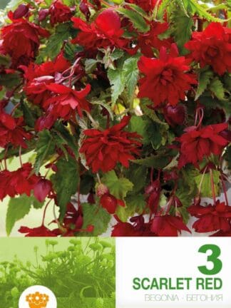 Begonia Pendula Scarlet Red