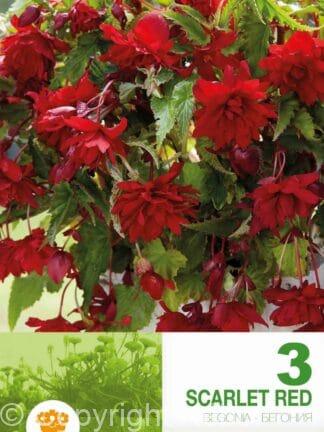 Begonia Pendula Scarlet Red