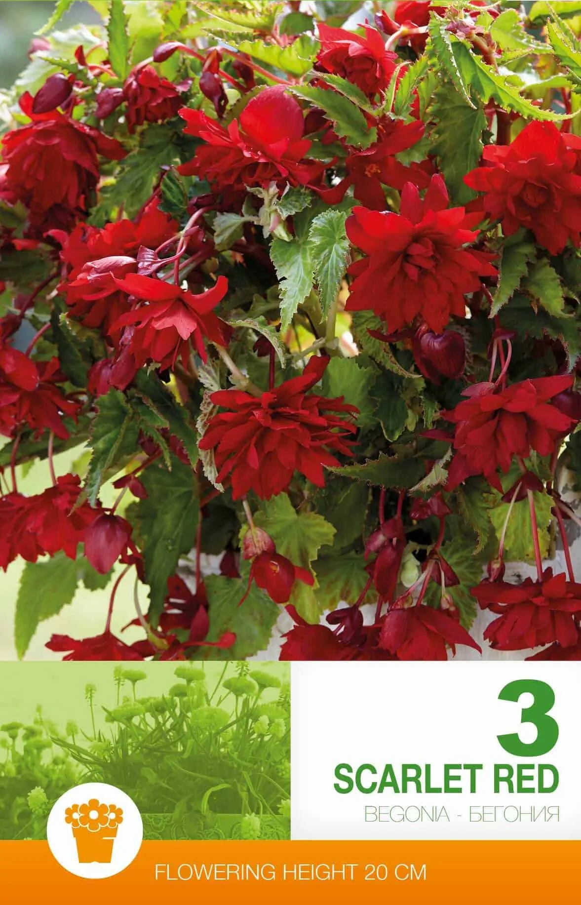 Begonia Pendula Scarlet Red