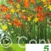 Crocosmia Mixed