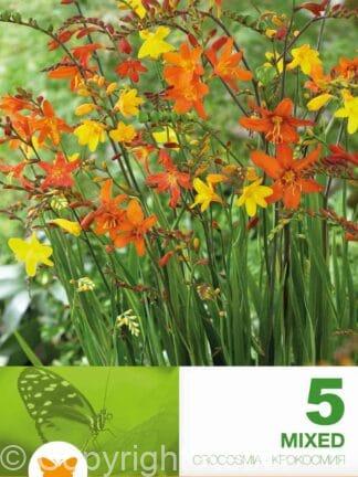 Crocosmia Mixed