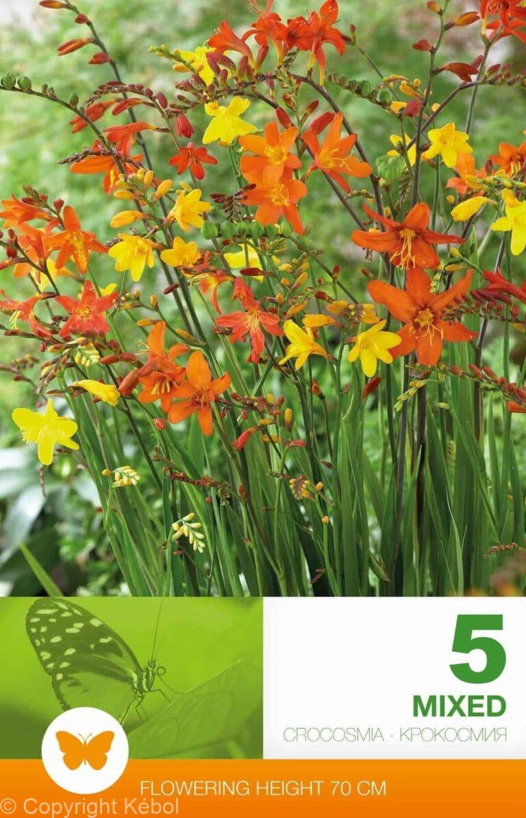 Crocosmia Mixed