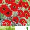 Dahlia Border Topmix Red