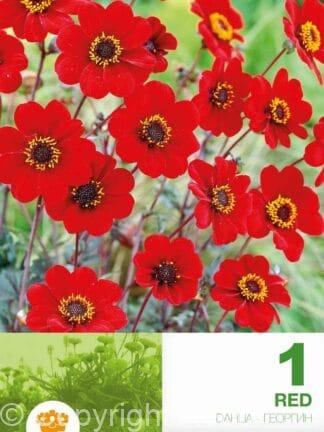 Dahlia Border Topmix Red