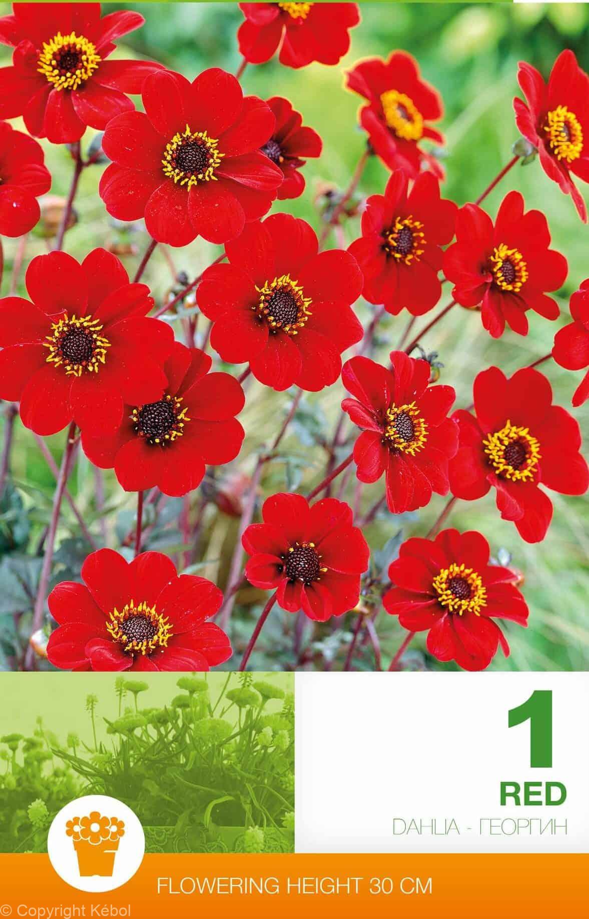 Dahlia Border Topmix Red