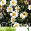 Dahlia Border Topmix White