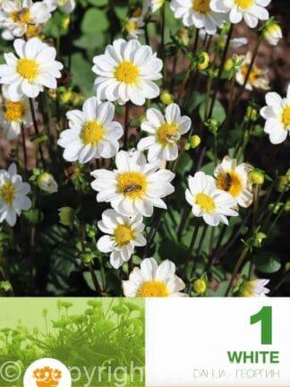 Dahlia Border Topmix White