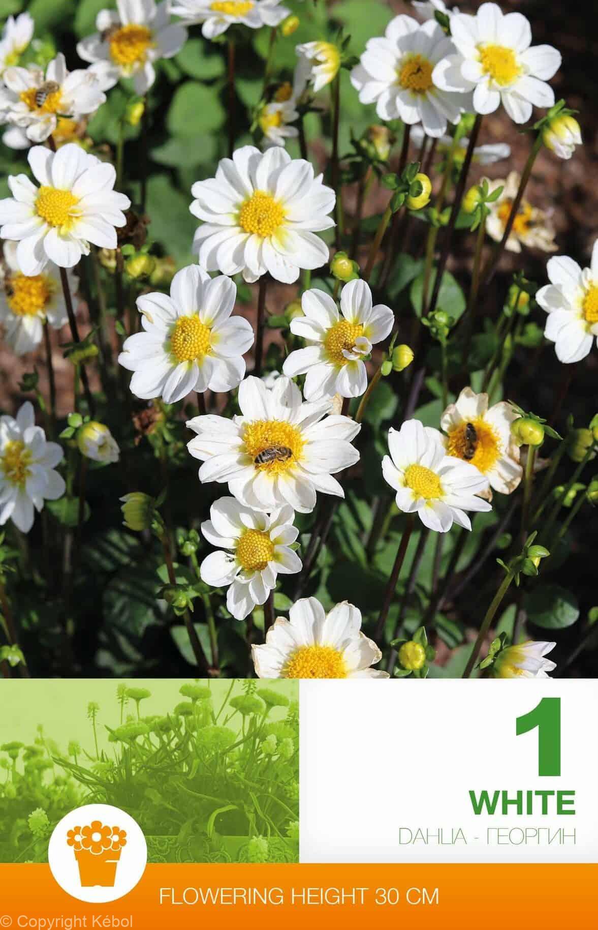 Dahlia Border Topmix White