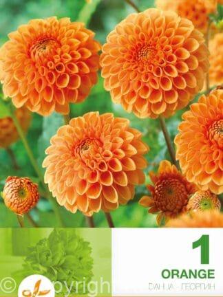 Dahlia Ball Orange
