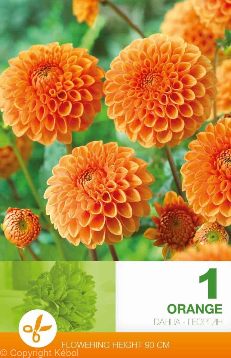Dahlia Ball Orange