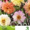 Dahlia Spec. Red Skin Mixed
