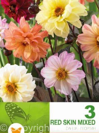 Dahlia Spec. Red Skin Mixed