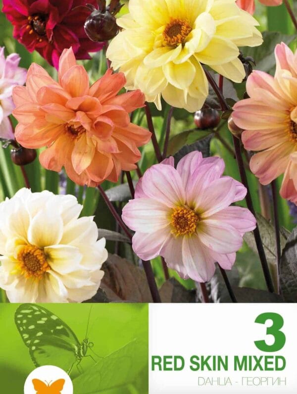 Dahlia Spec. Red Skin Mixed