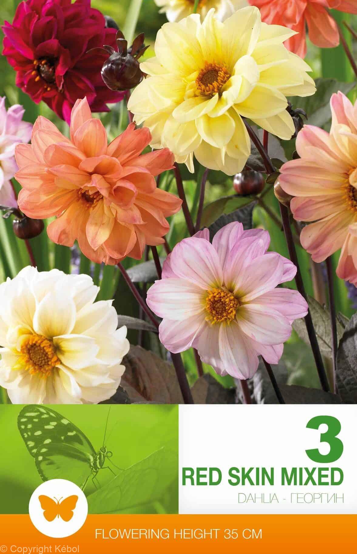 Dahlia Spec. Red Skin Mixed
