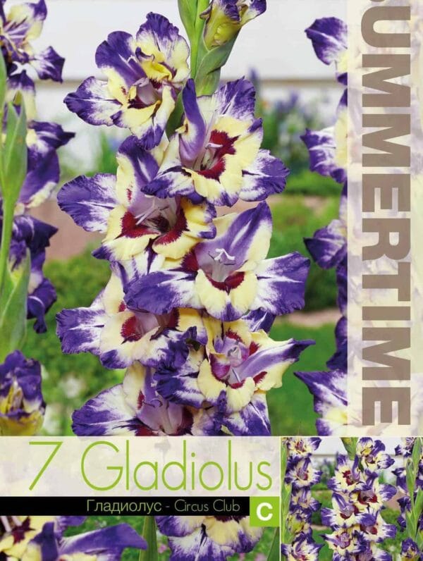 Gladiolus Circus Club