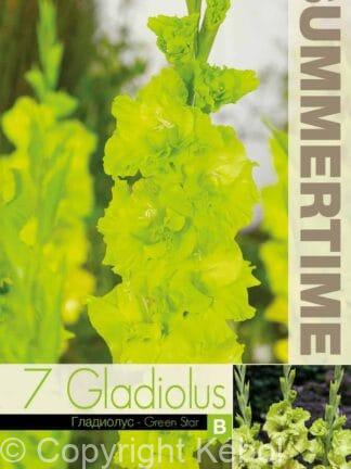Gladiolus Green Star