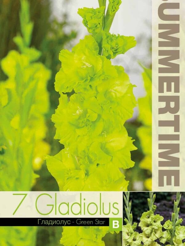 Gladiolus Green Star