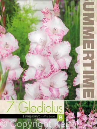 Gladiolus My Love
