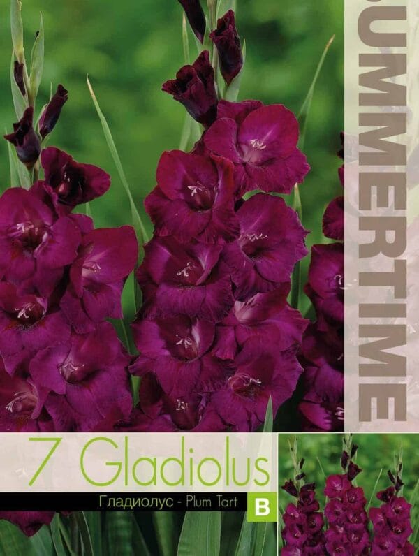 Gladiolus Plum Tart