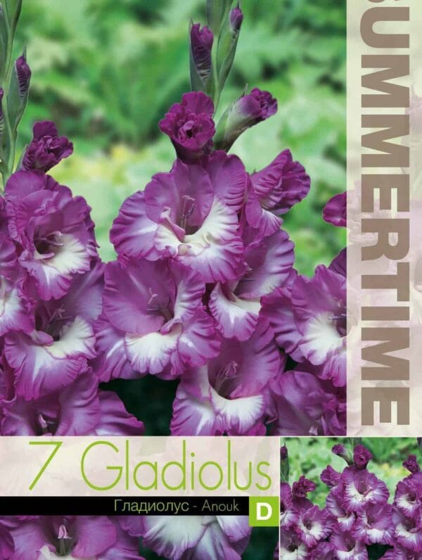 Gladiolus Anouk