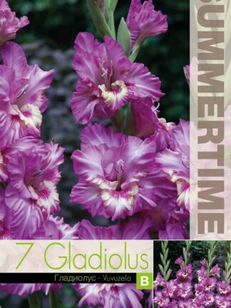 Gladiolus Vuvuzela