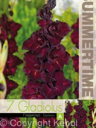 Gladiolus Espresso