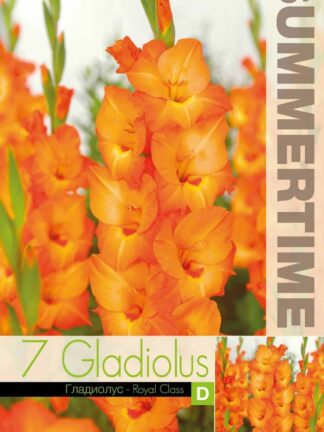 Gladiolus Royal Class