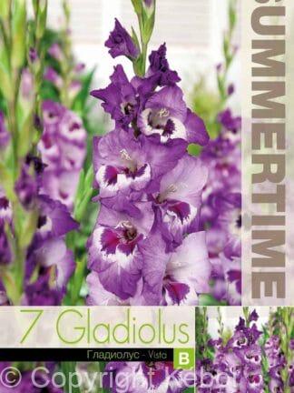 Gladiolus Vista