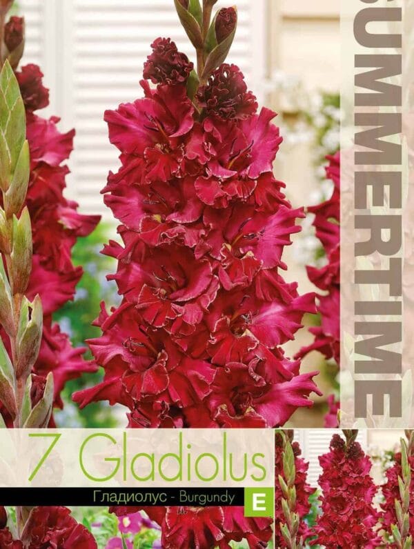Gladiolus Burgundy